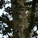 GRAINES Magnolia grandiflora à semer et à cultiver monde vegetal