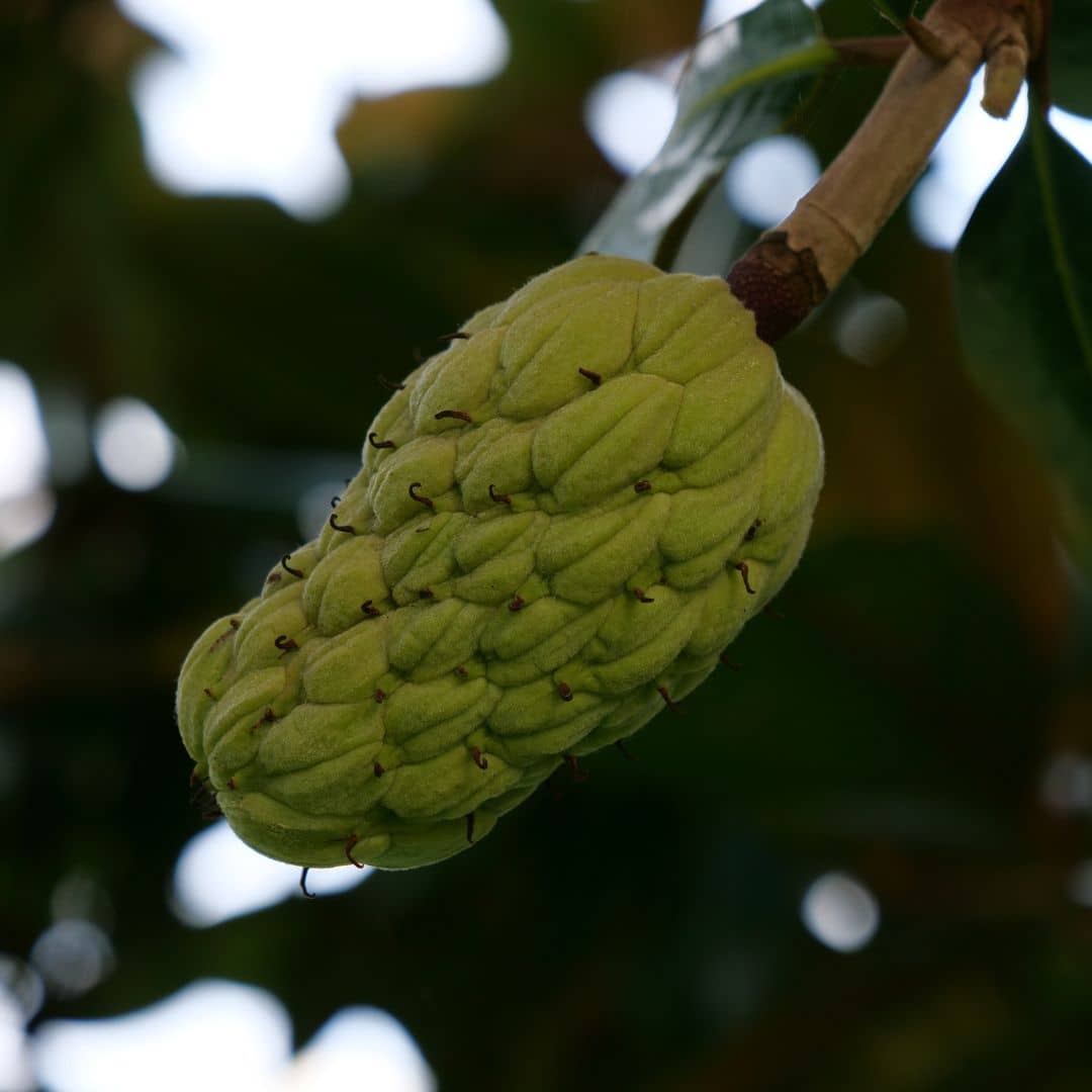 GRAINES Magnolia grandiflora magnolia à grandes fleurs monde vegetal