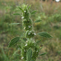 GRAINES Marrube blanc Marrubium vulgare monde vegetal