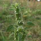GRAINES Marrube blanc Marrubium vulgare monde vegetal