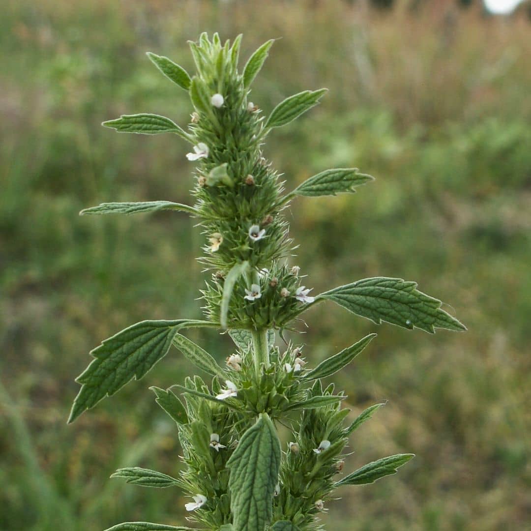GRAINES Marrube blanc Marrubium vulgare monde vegetal