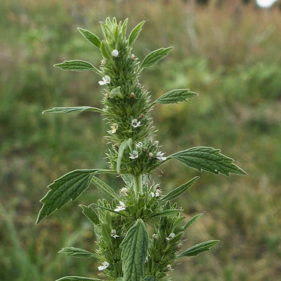 GRAINES Marrube blanc Marrubium vulgare monde vegetal