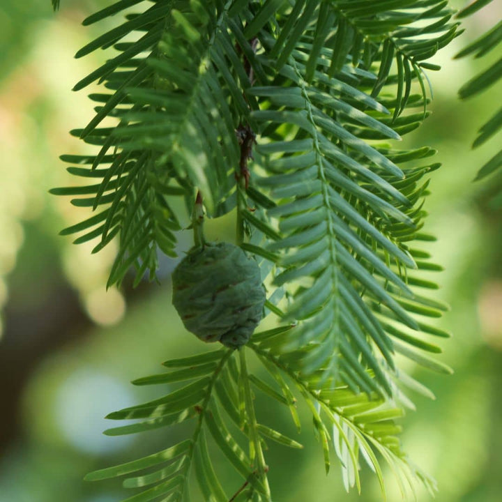 GRAINES  Metasequoia glyptostroboides de Métaséquoia de Chine Metasequoia glyptostroboides monde vegetal