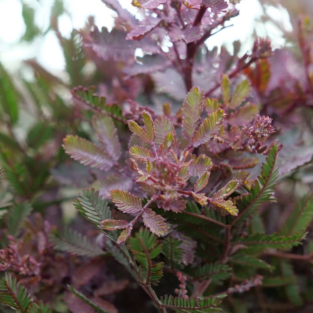 GRAINES Mimosa Pourpre Acacia baileyana Purpurea arbustes rares monde vegetal semences