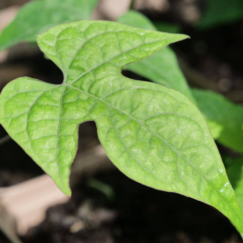 GRAINES Mina lobata plante grimpante à la floraison époustouflante monde vegetal
