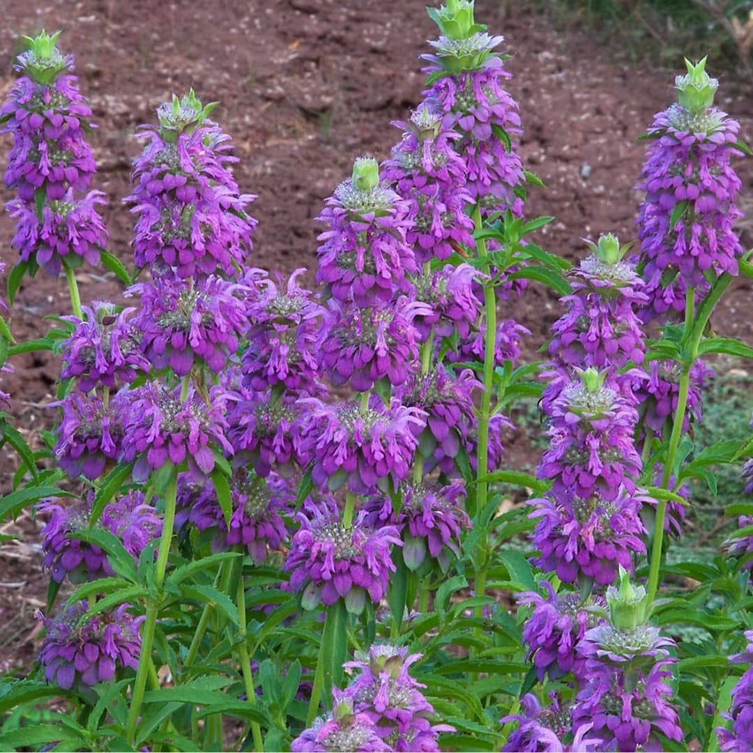 GRAINES Monarde Citron Monarda citriodora plantes rares monde végétal