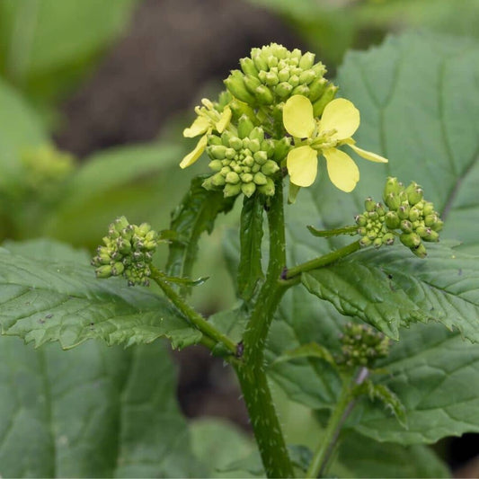 GRAINES Moutarde Noire à semer Brassica nigra à cultiver monde végétal
