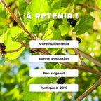 GRAINES Mûrier noire Morus nigra arbre fruitier à cultiver monde vegetal comment semer