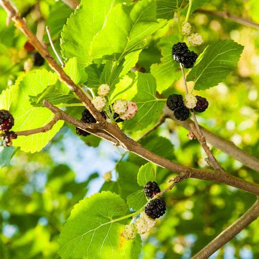 GRAINES Mûrier noire Morus nigra arbre fruitier à cultiver monde vegetal