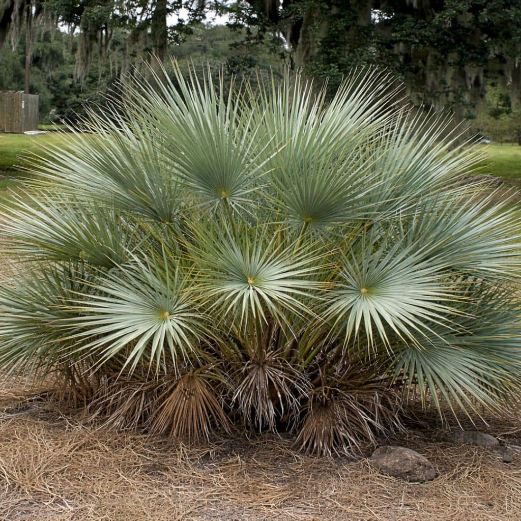 GRAINES  Nannorrhops ritchieana palmier rustique palmier mazari monde vegetal