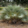 GRAINES  Nannorrhops ritchieana palmier rustique palmier mazari monde vegetal