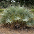GRAINES  Nannorrhops ritchieana palmier rustique palmier mazari monde vegetal