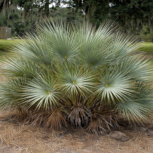 GRAINES  Nannorrhops ritchieana palmier rustique palmier mazari monde vegetal