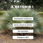 GRAINES  Nannorrhops ritchieana palmier rustique palmier mazari monde vegetal comment semer et cultiver