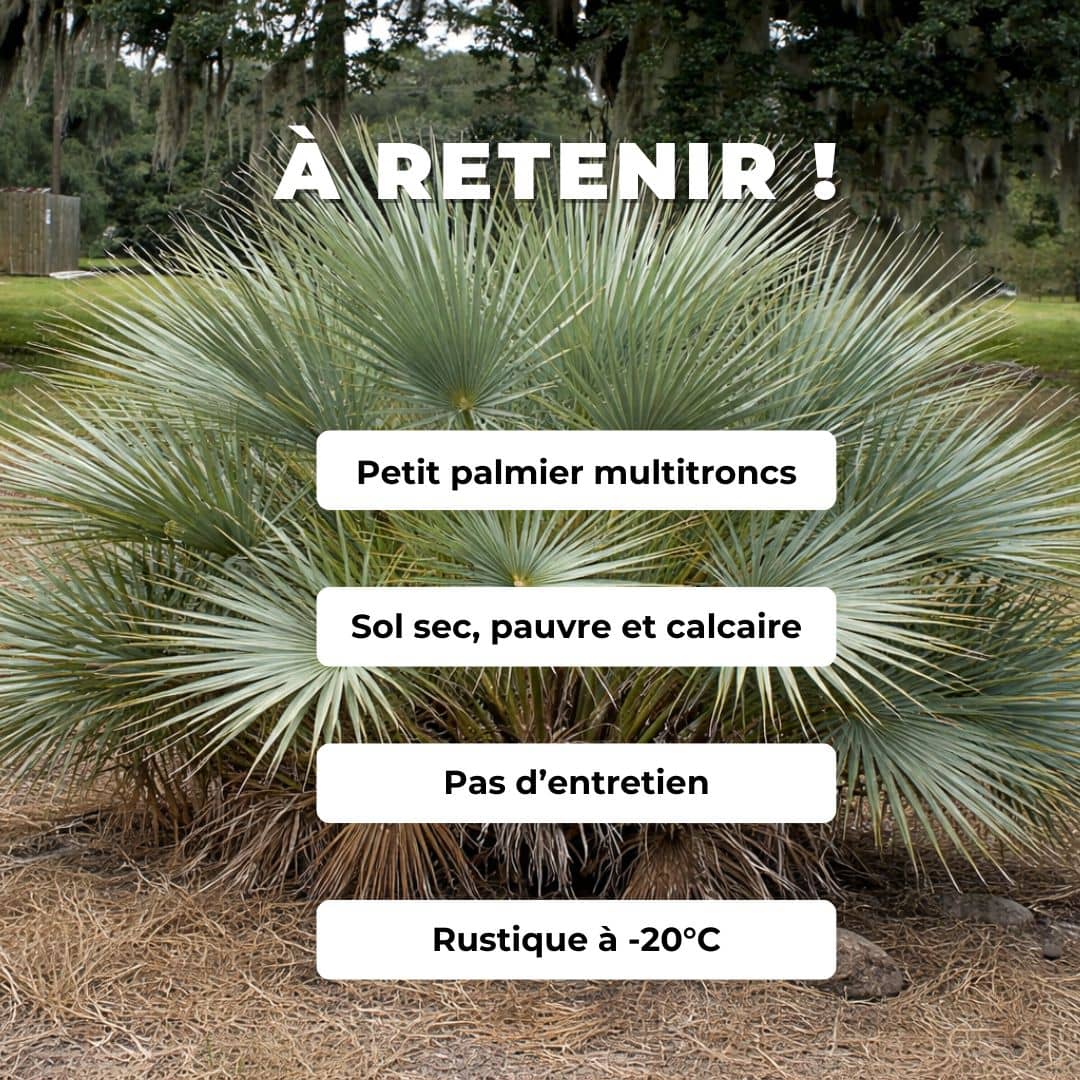 GRAINES  Nannorrhops ritchieana palmier rustique palmier mazari monde vegetal comment semer et cultiver