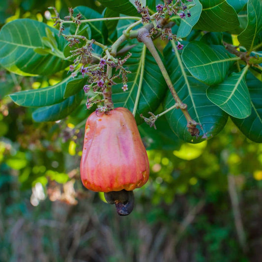 GRAINES Noix de Cajou Anacardier Anacardium occidentale