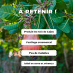 GRAINES Noix de Cajou Anacardier Anacardium occidentale comment semer et cultiver