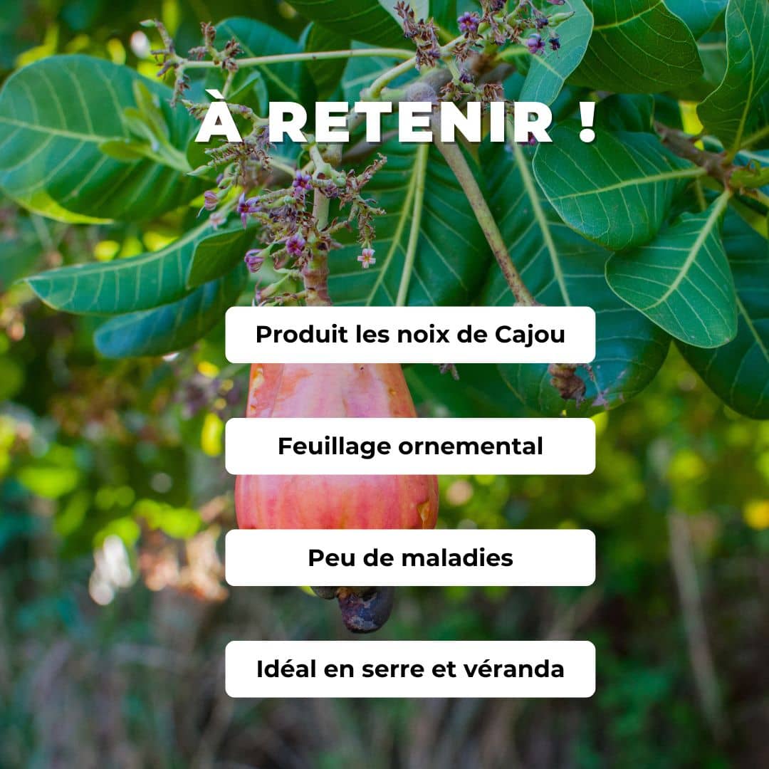 GRAINES Noix de Cajou Anacardier Anacardium occidentale comment semer et cultiver