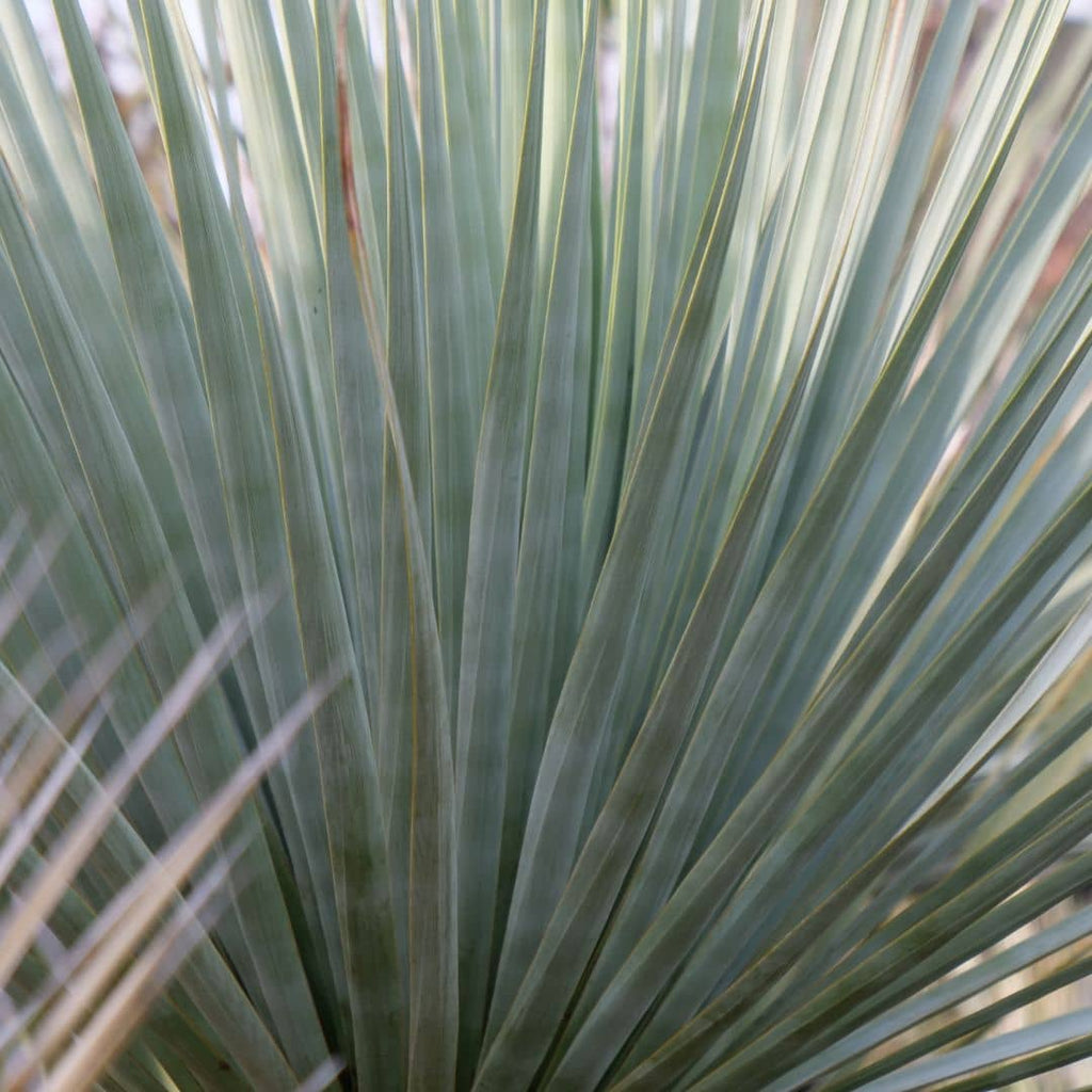GRAINES Nolina nelsonii plante xérophyte résistante au sec monde vegetal