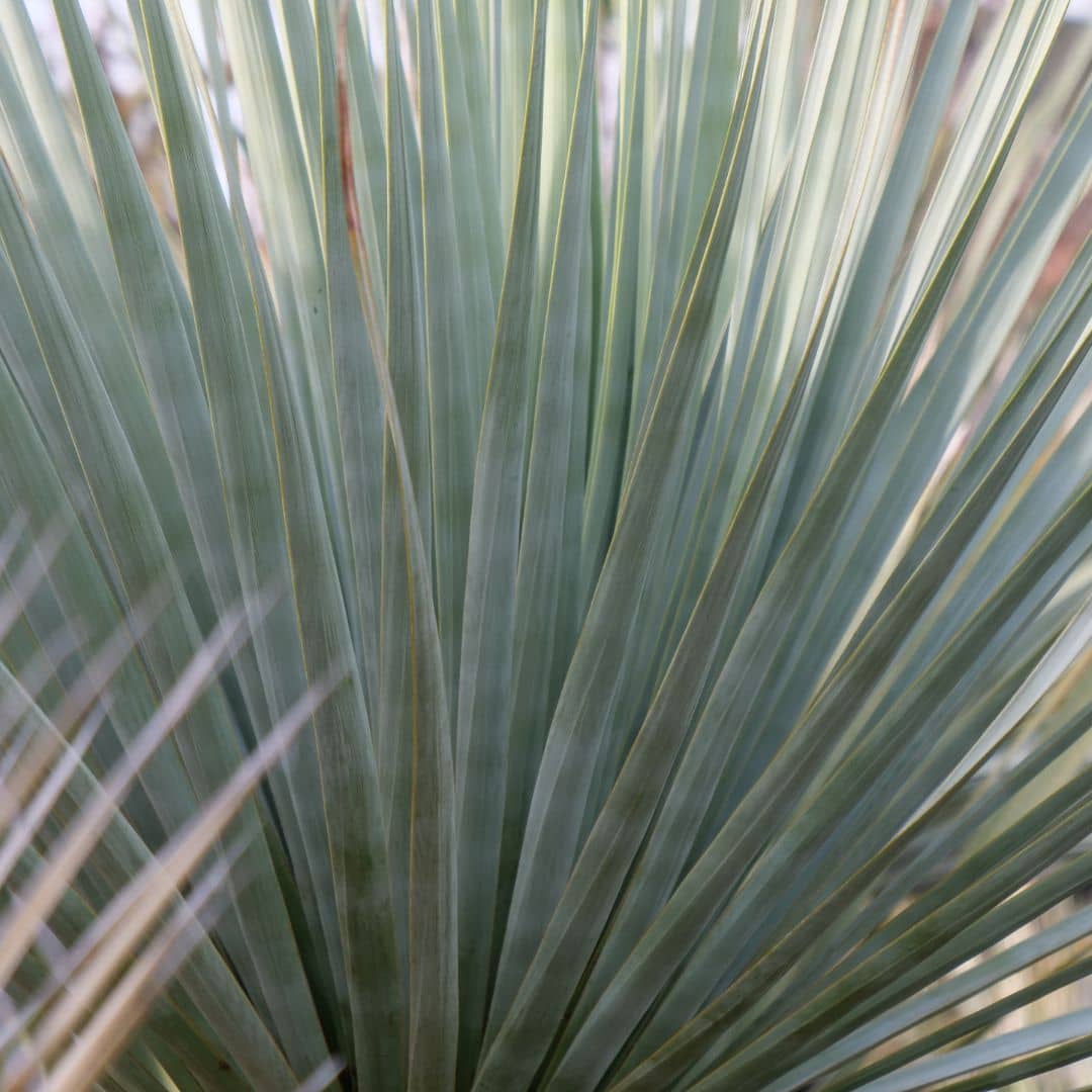 GRAINES Nolina nelsonii plante xérophyte résistante au sec monde vegetal