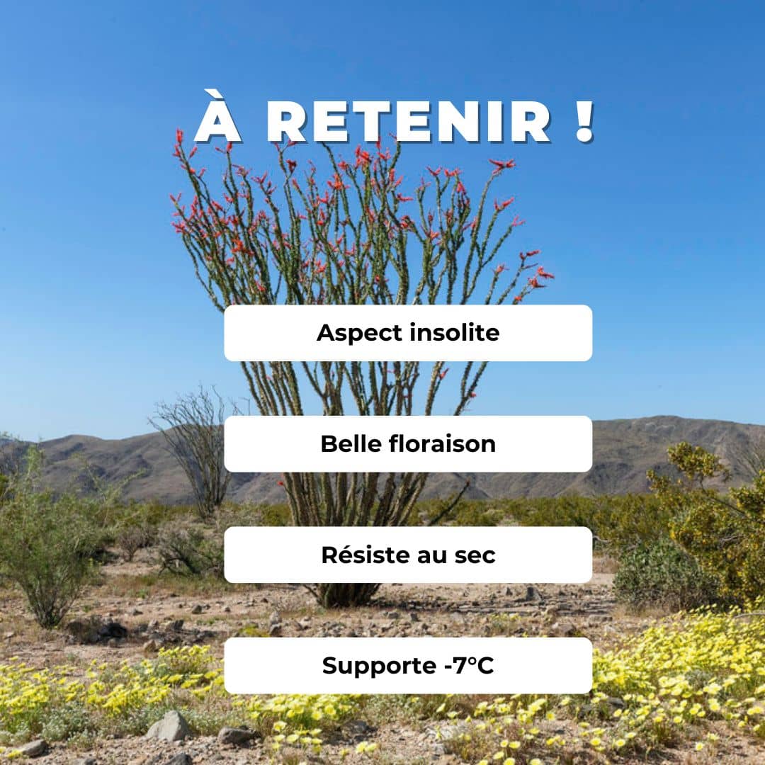 GRAINES Ocotillo Fouquieria splendens cactus grimpante plantes grasses rares semences monde vegetal graines de collections
