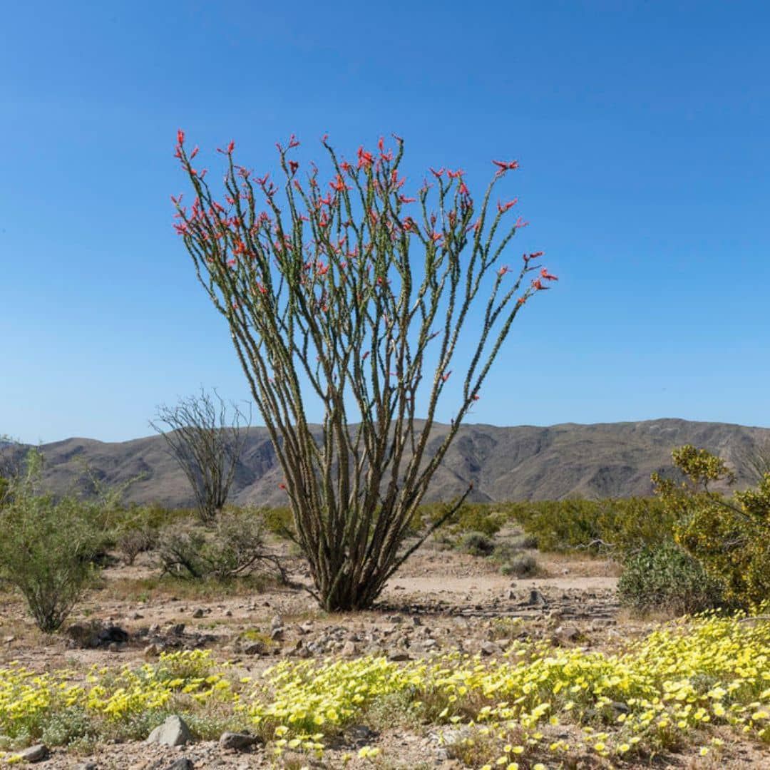 GRAINES Ocotillo Fouquieria splendens cactus grimpante plantes grasses rares semences monde vegetal