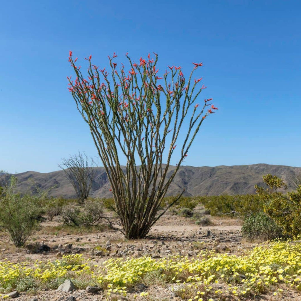 GRAINES - Ocotillo (Fouquieria splendens)