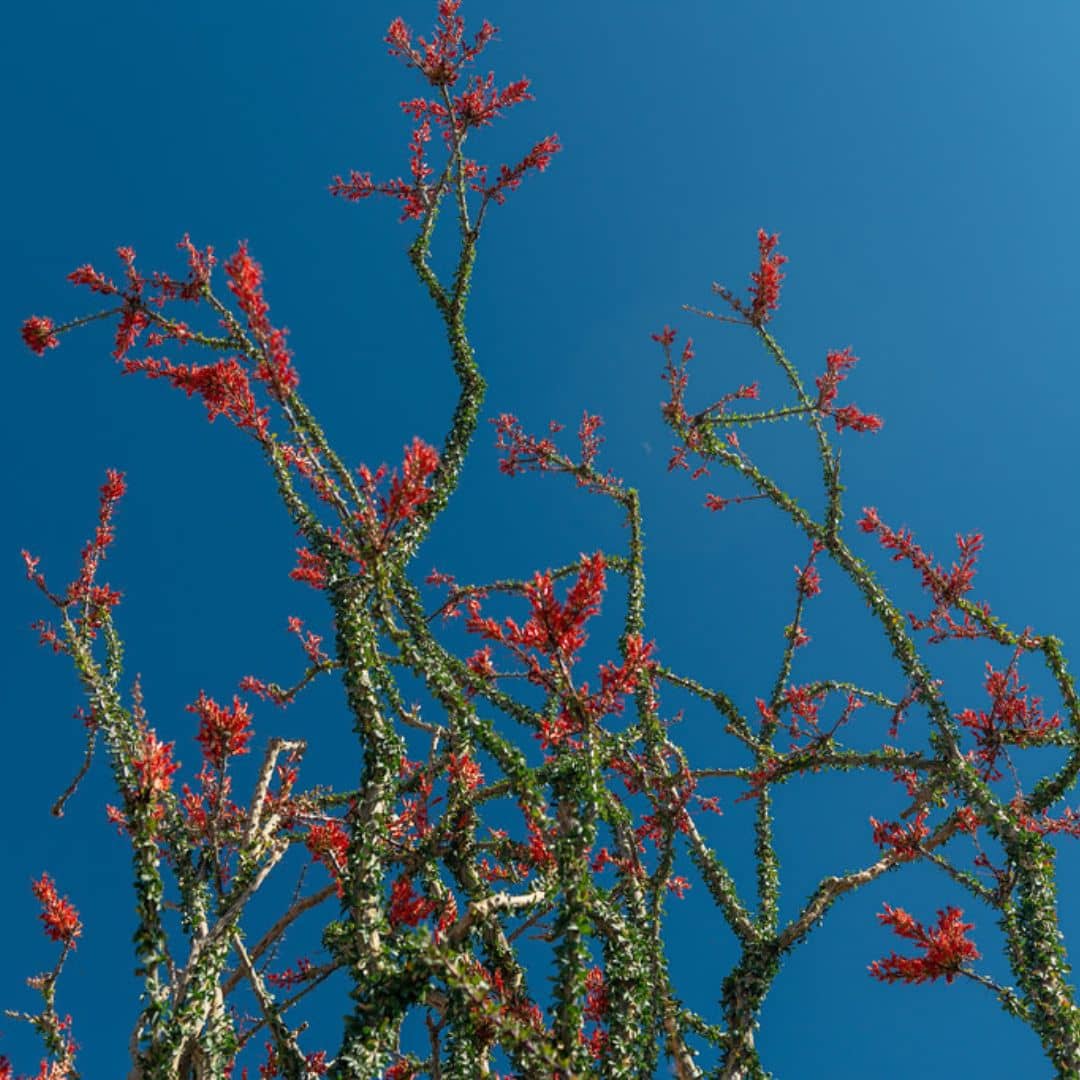 GRAINES Ocotillo Fouquieria splendens) + tous les conseils de culture du semis à la floraison fleurs époustouflantes