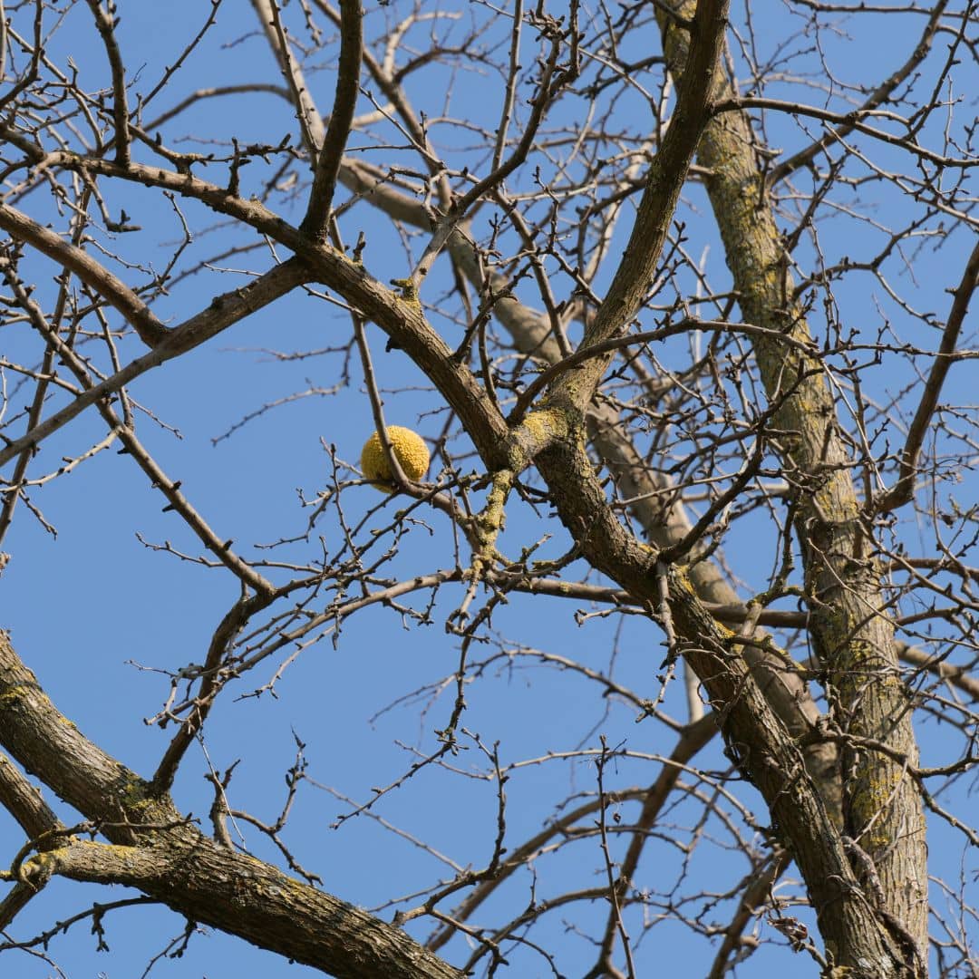 GRAINES Oranger des Osages Maclura pomifera plantes rares monde végétal