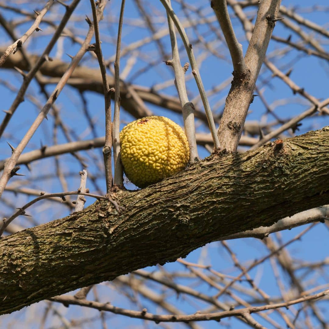 GRAINES Oranger des Osages Maclura pomifera plantes rares monde végétal