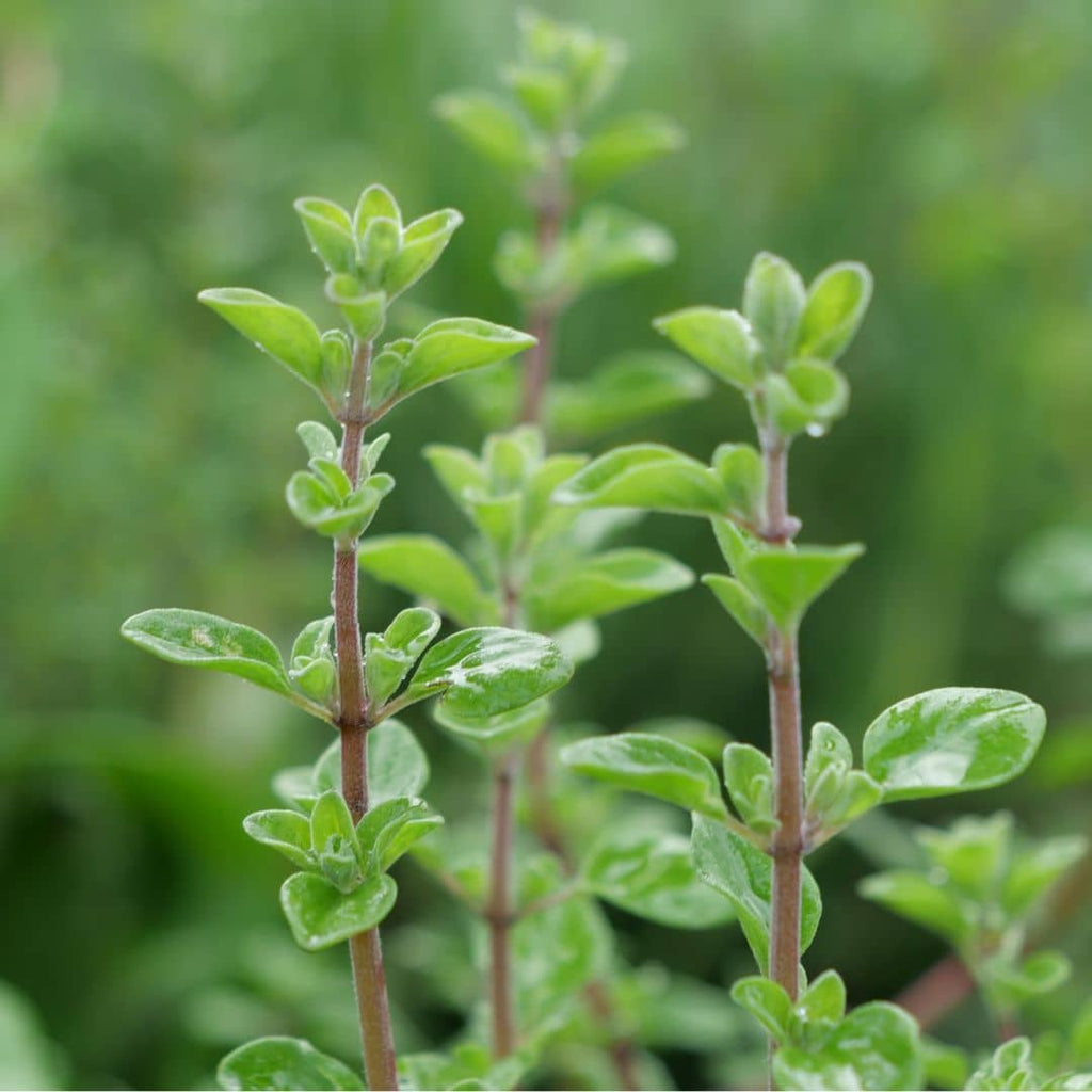 GRAINES Origan commun Origanum vulgare plantes aromatiques monde vegetal
