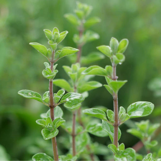 GRAINES Origan commun Origanum vulgare plantes aromatiques monde vegetal