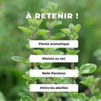GRAINES Origan commun Origanum vulgare plantes aromatiques monde vegetal comment semer et cultiver