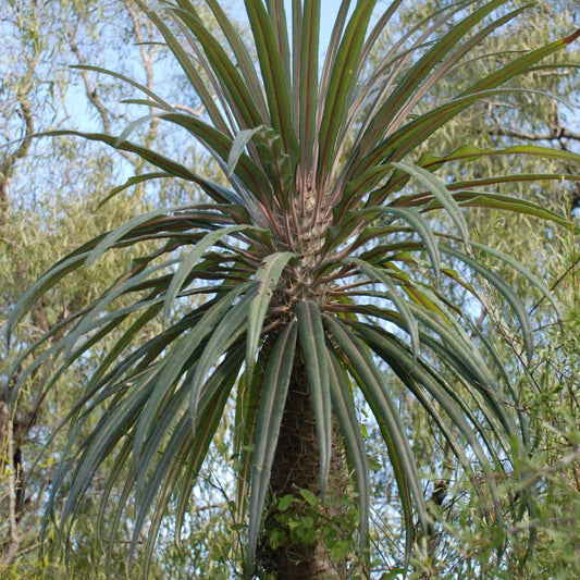 GRAINES Pachypodium geayi palmier malgache plante grasse insolite monde vegetal