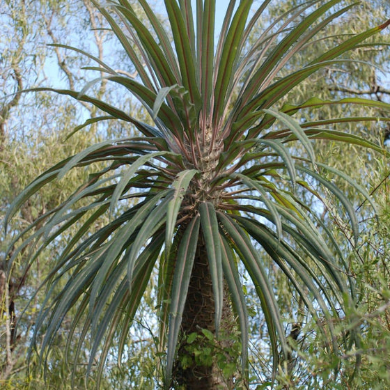 GRAINES Pachypodium geayi palmier malgache plante grasse insolite monde vegetal
