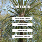 GRAINES Pachypodium geayi palmier malgache plante grasse insolite monde vegetal comment semer et cultiver