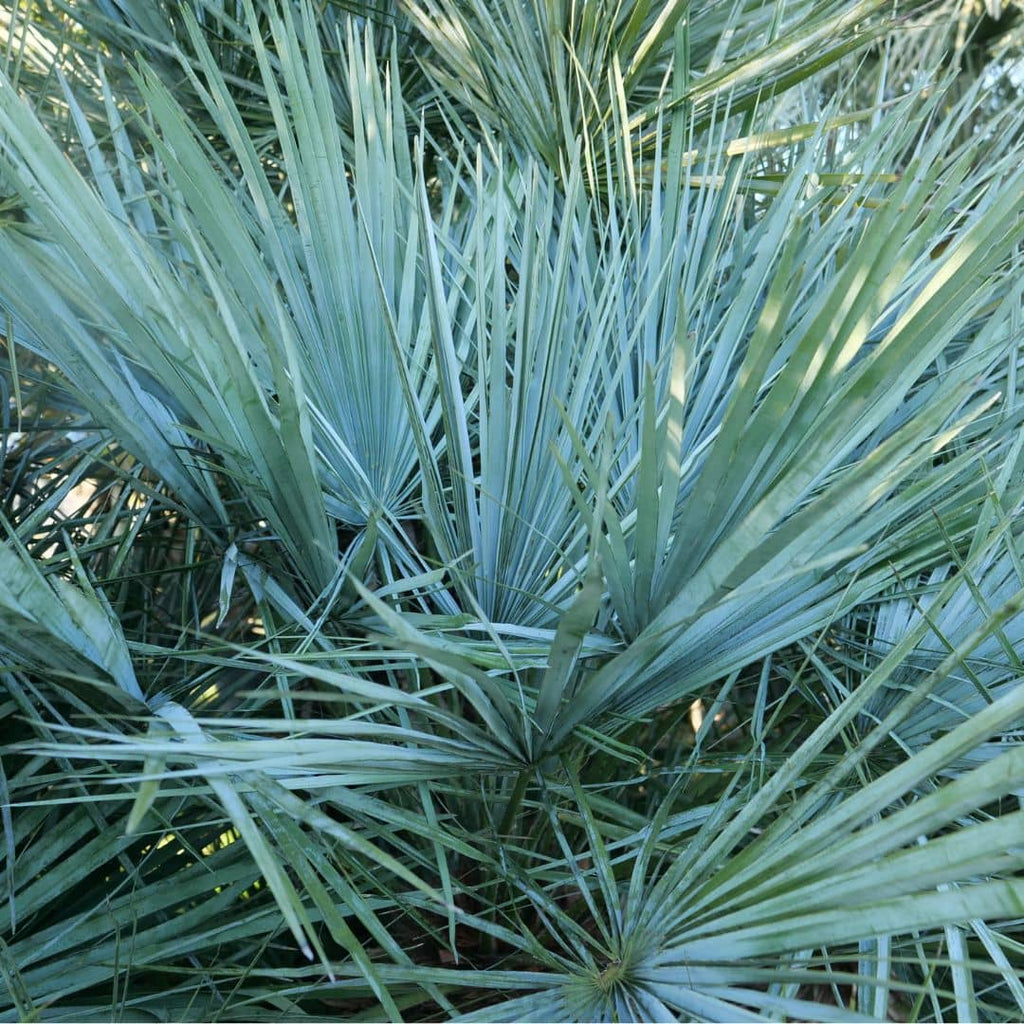GRAINES Palmier Bleu de l'Atlas Chamaerops humilis var cerifera semences monde vegetal