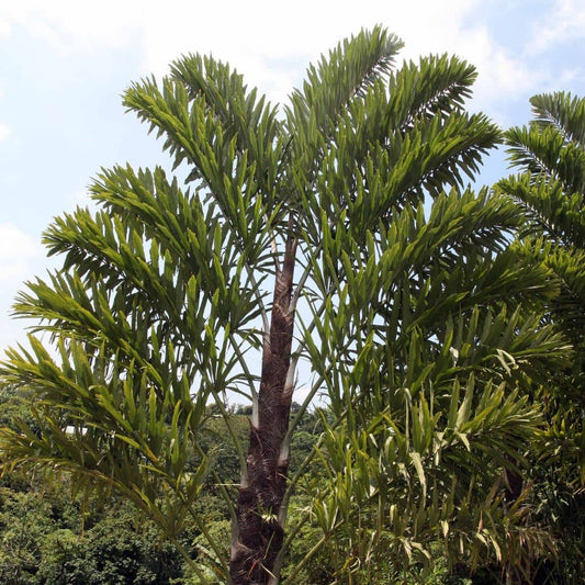 GRAINES Palmier Wallichia Wallichia disticha palmiers rares du monde vegetal