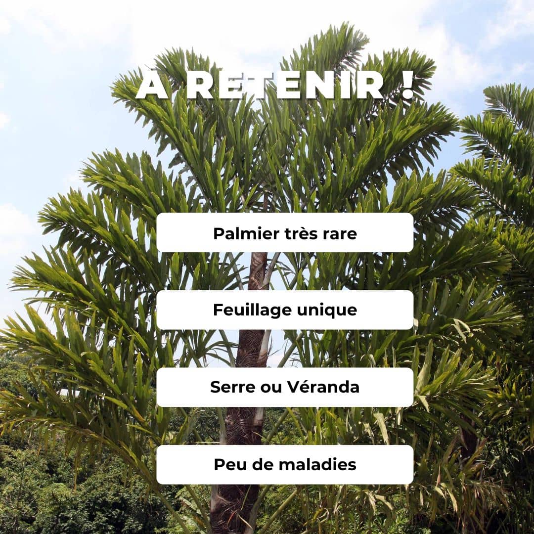 GRAINES Palmier Wallichia Wallichia disticha palmiers rares du monde vegetal palmier de collection