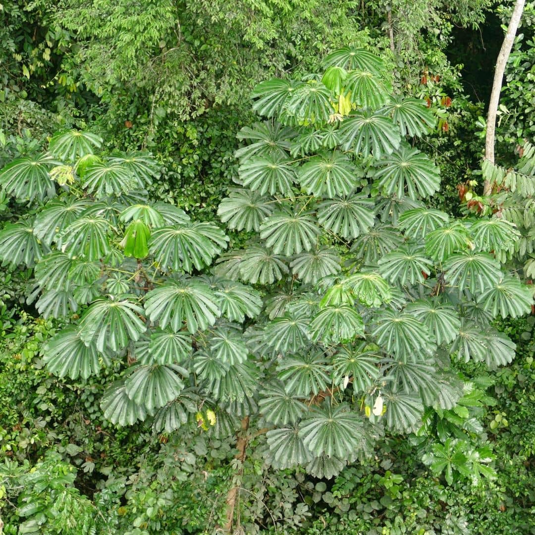 GRAINES Parasolier (Musanga cecropioides) monde végétal comment semer et planter