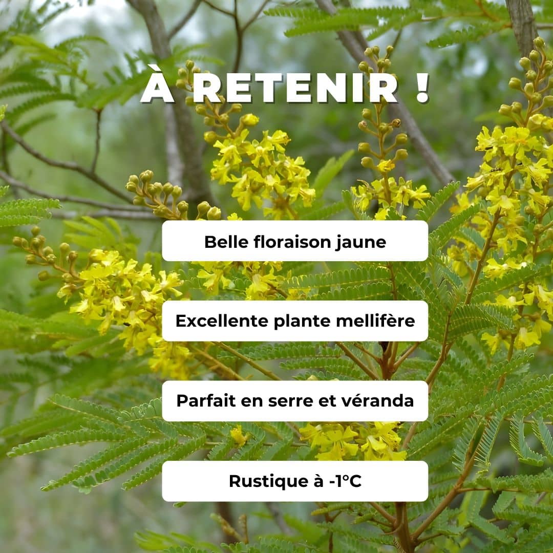 GRAINES Peltophorum africanum arbre à miel d'afrique plante rare et insolite monde vegetal comment semer et cultiver