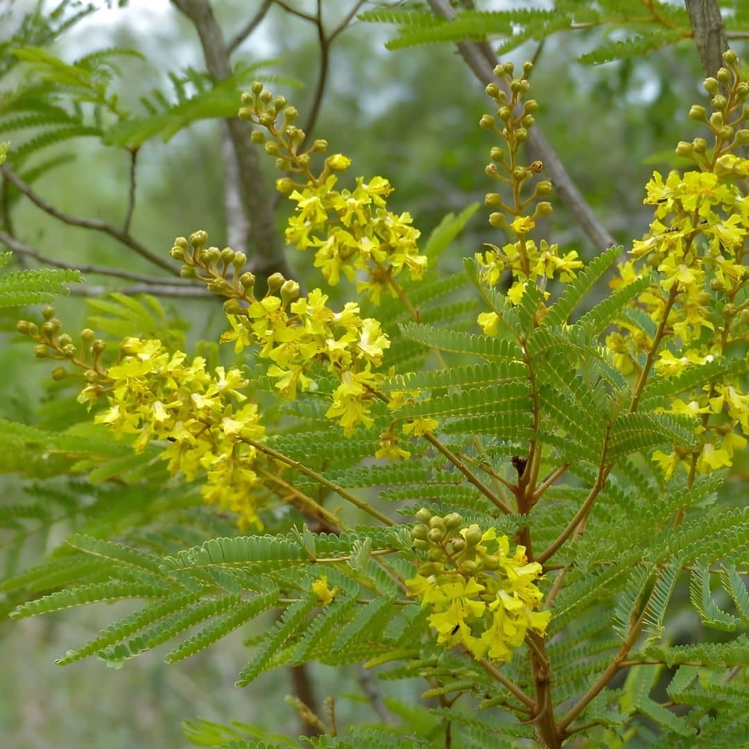 GRAINES Peltophorum africanum arbre à miel d'afrique plante rare et insolite monde vegetal