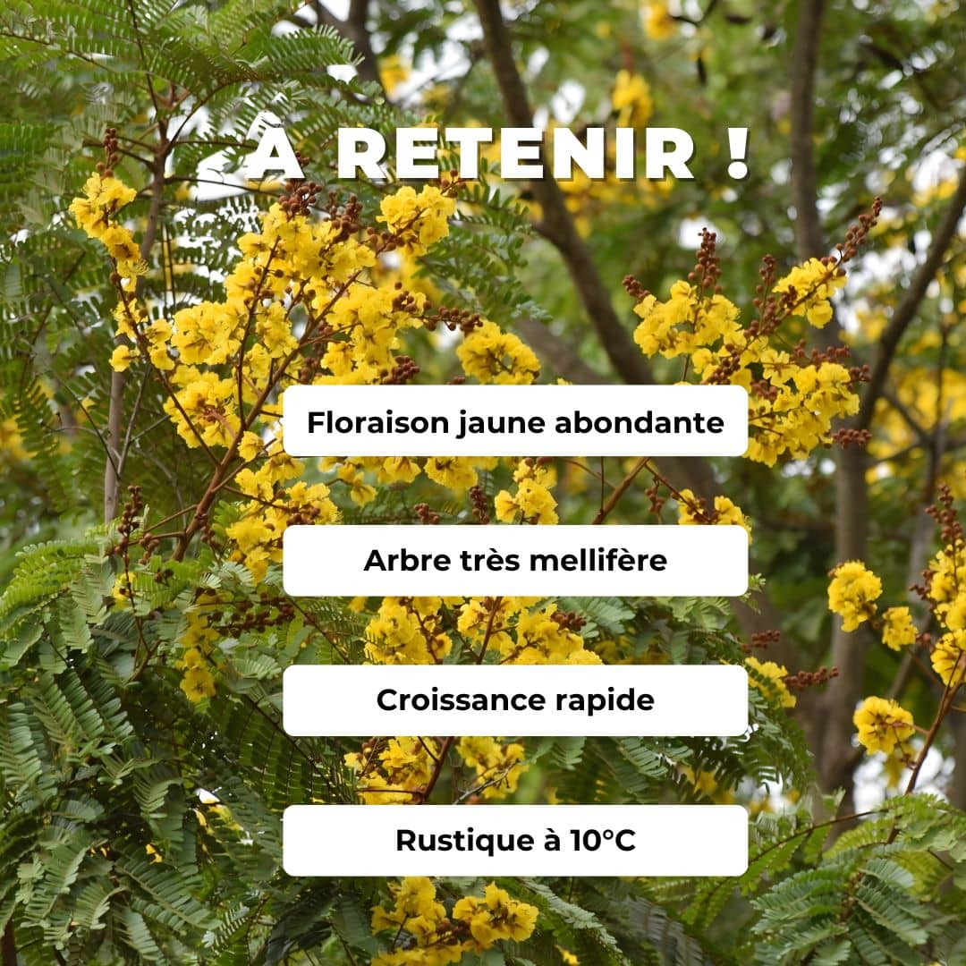 GRAINES Peltophorum pterocarpum  Peltophore d’Asie  Peltophore à gousses ailées arbres rares d'asie monde vegetal comment planter semer germer et cultiver