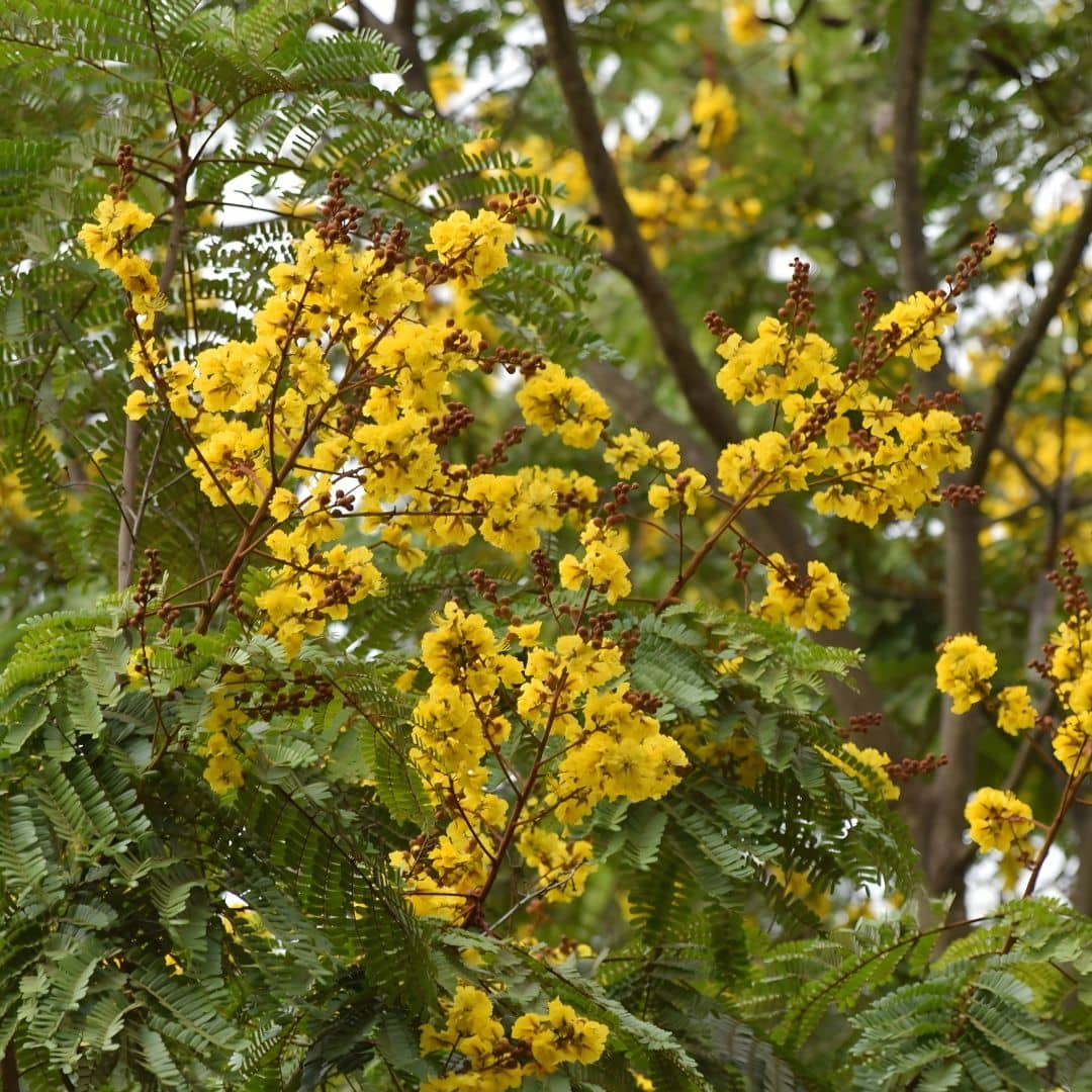 GRAINES Peltophorum pterocarpum  Peltophore d’Asie  Peltophore à gousses ailées arbres rares d'asie monde vegetal