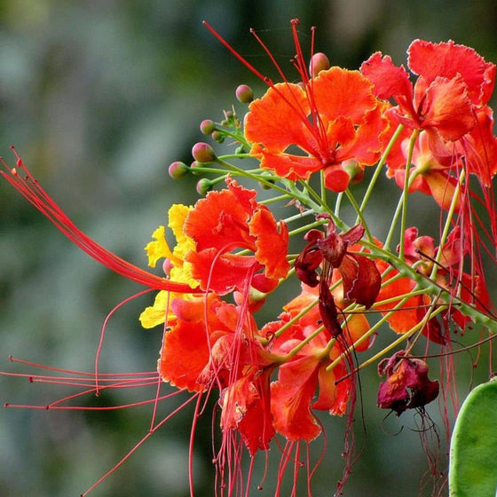 GRAINES Petit Flamboyant Rouge Caesalpinia pulcherrima monde vegetal