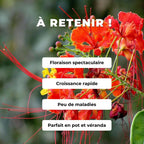 GRAINES Petit Flamboyant Rouge Caesalpinia pulcherrima monde vegetal espèces de flamboyants à planter et cultiver