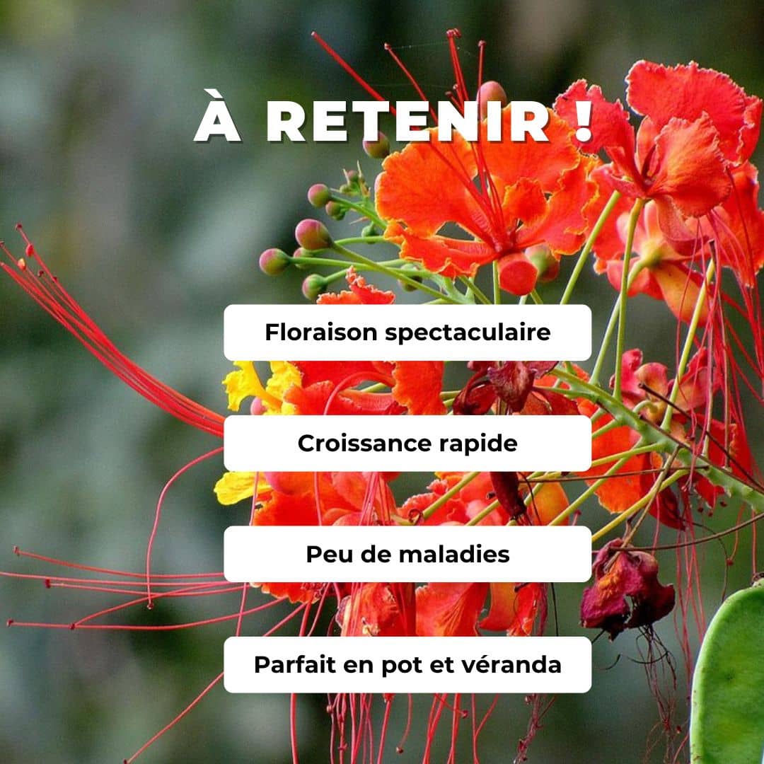 GRAINES Petit Flamboyant Rouge Caesalpinia pulcherrima monde vegetal espèces de flamboyants à planter et cultiver
