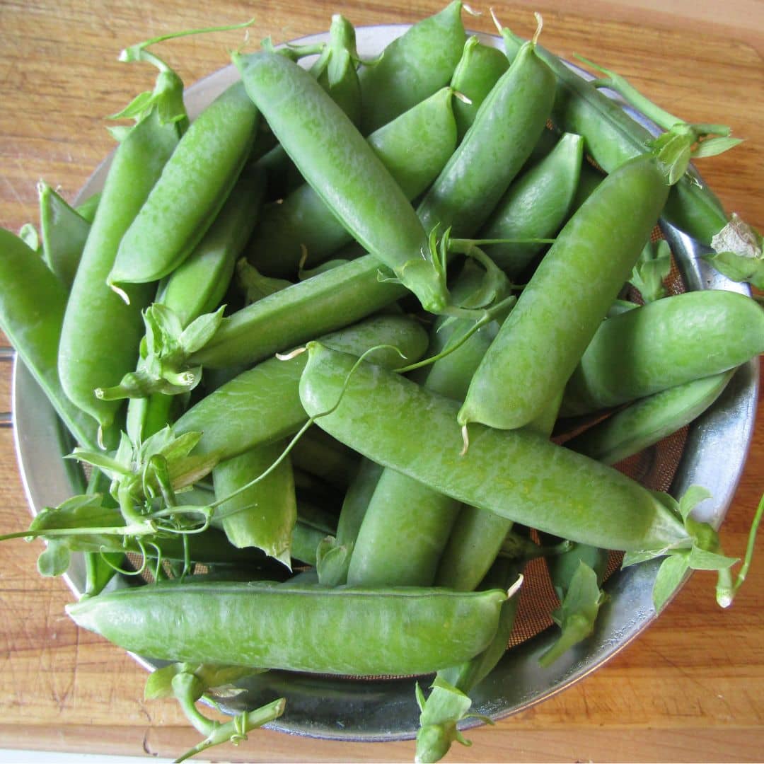 GRAINES Petit Pois Douce Provence Pisum sativum monde vegetal