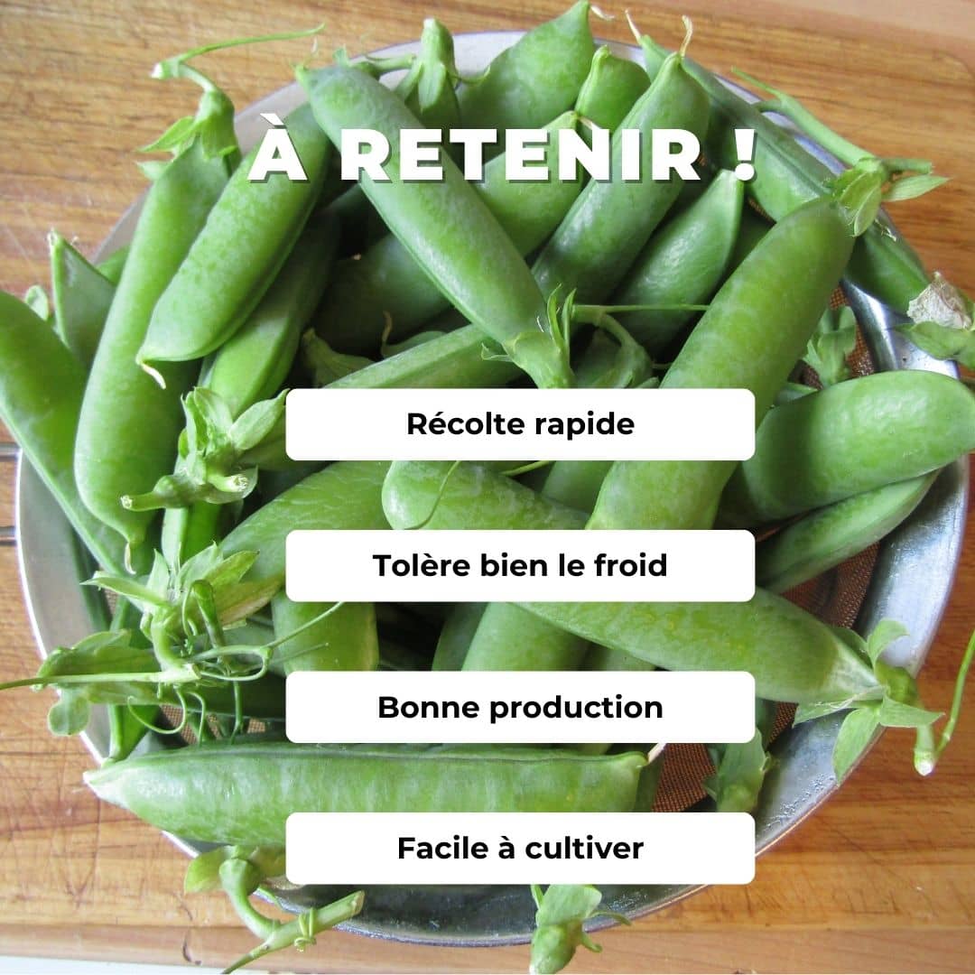 GRAINES Petit Pois Douce Provence Pisum sativum monde vegetal comment semer et cultiver