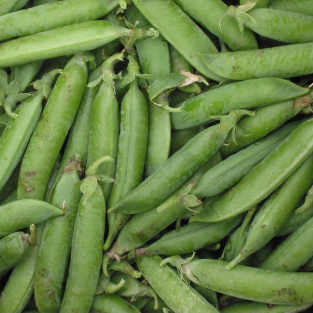 Pisello nano 'Kleine Rheinländerin' (Pisum sativum) - circa 100 semi
